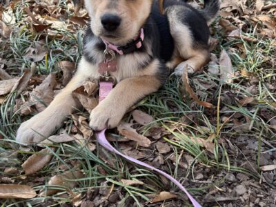 Selling puppy and everything that comes with her