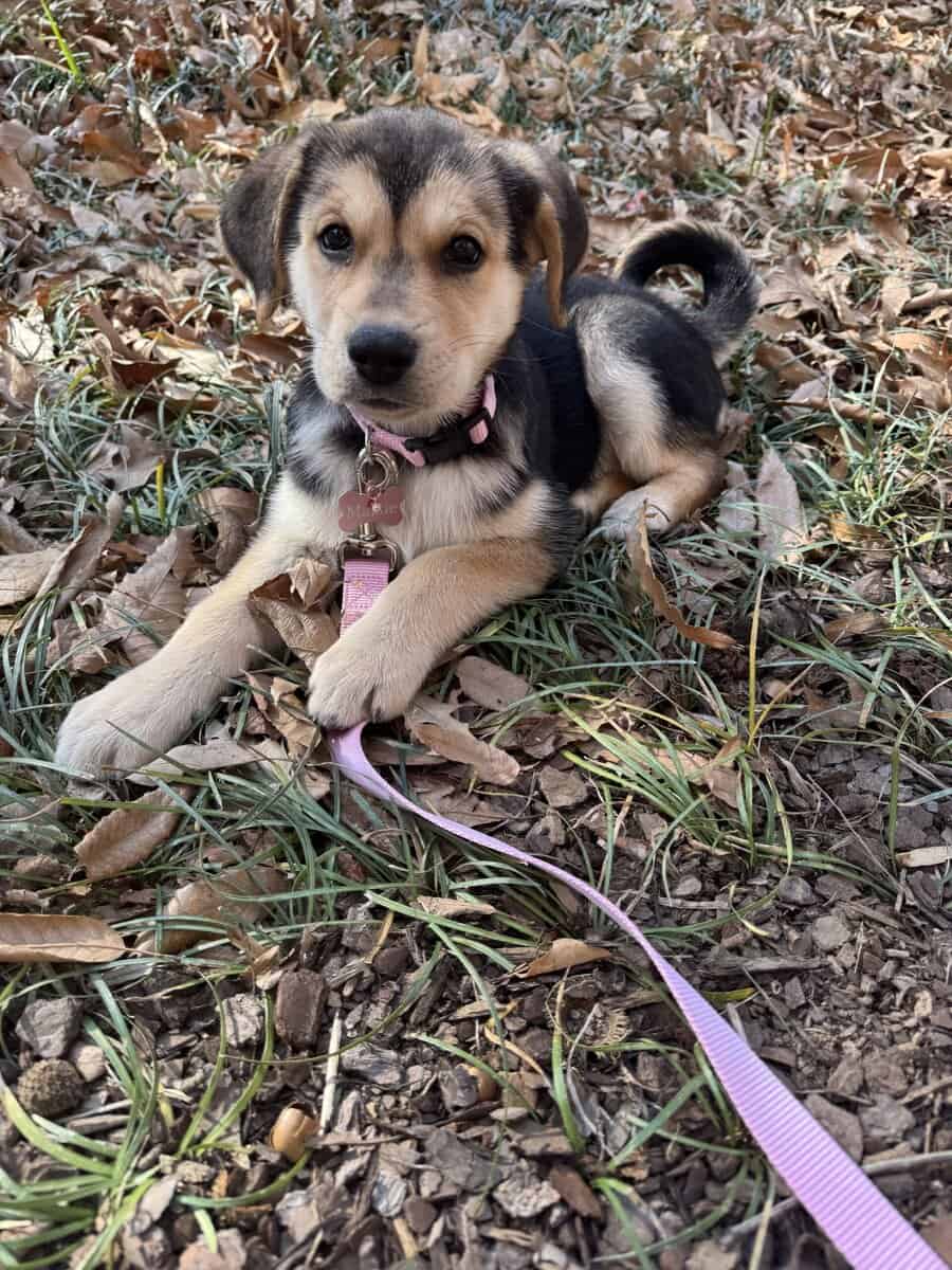 Selling puppy and everything that comes with her image 1