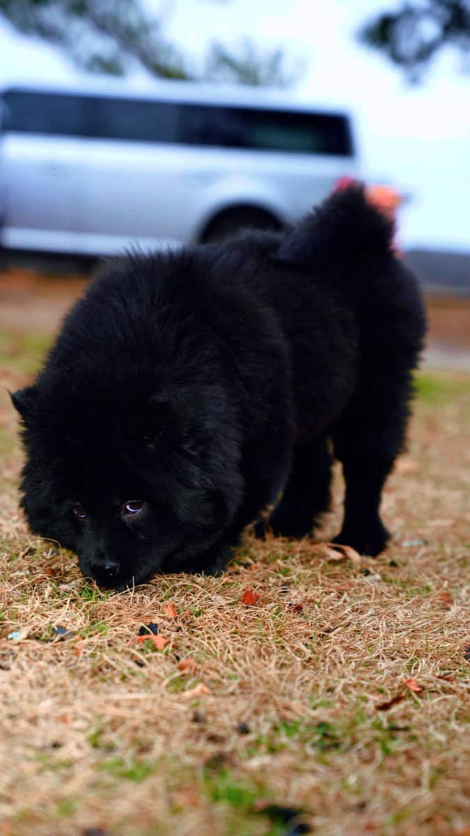 chow chow puppy image 2