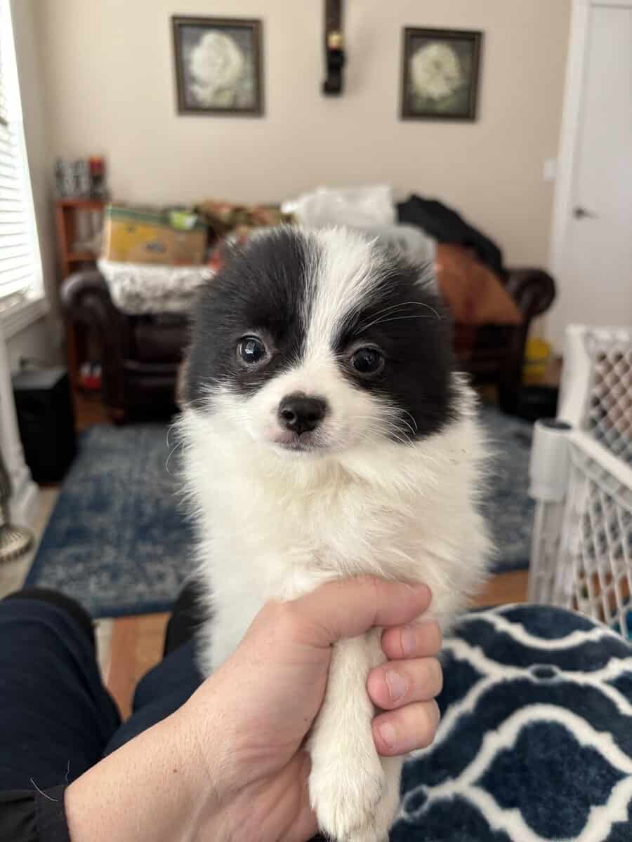 Papillon puppies ( 11 weeks ) image 2