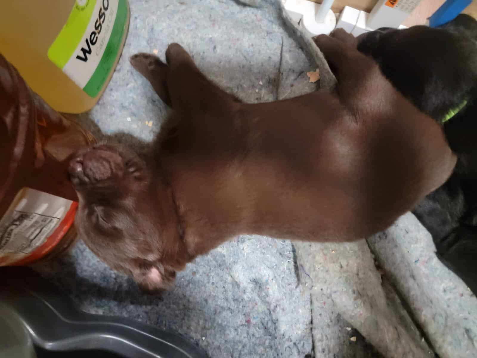 Chocolate lab/ Rotty mix image 5