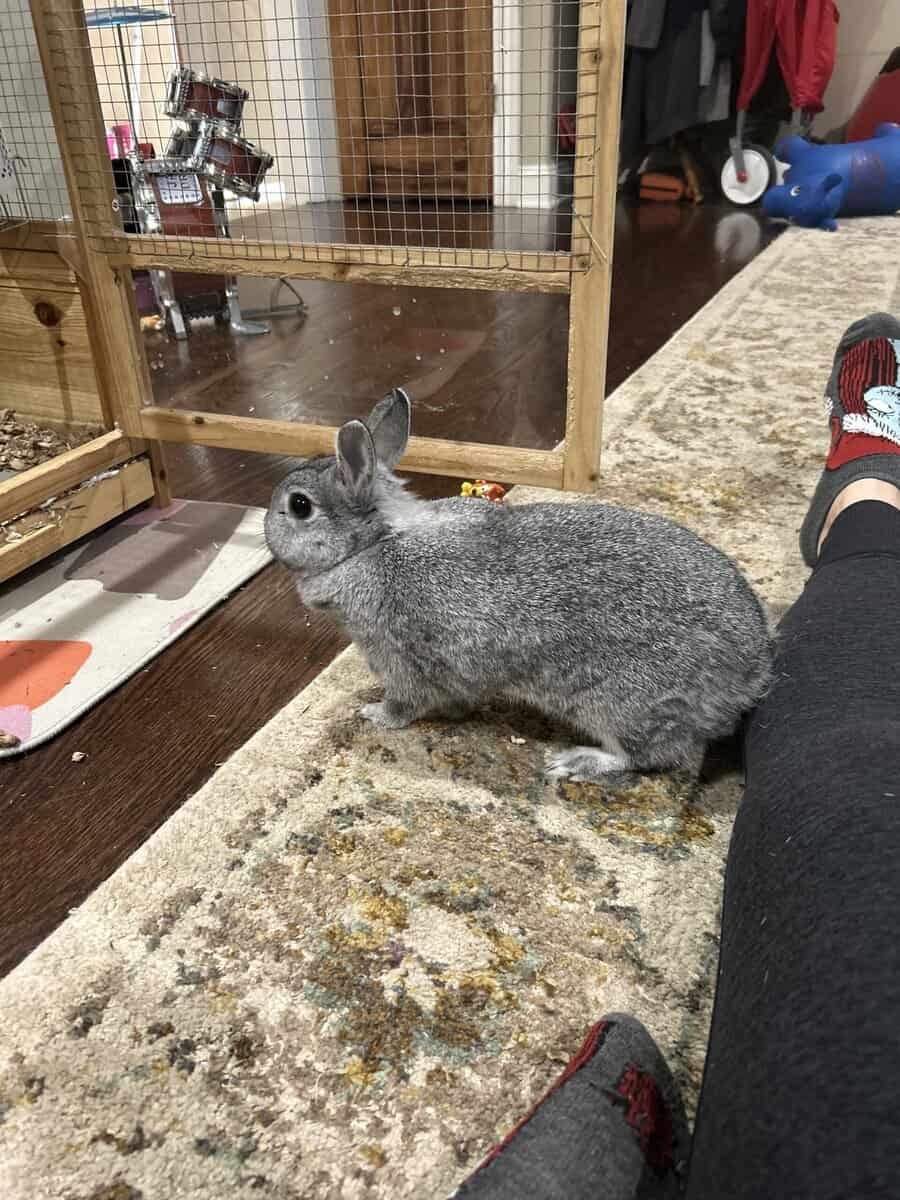 Need home for sweet rabbit image 3