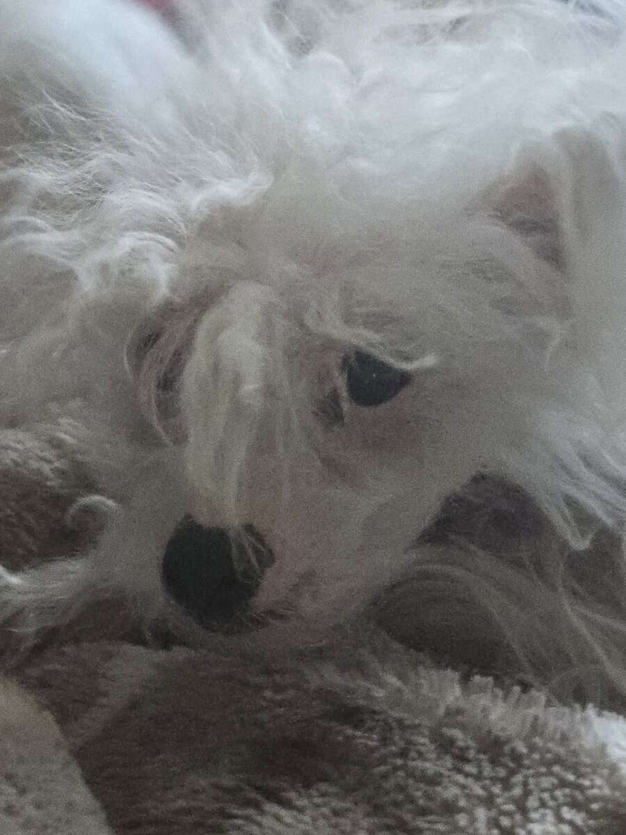 Chinese crested H.H Ship Included image 9