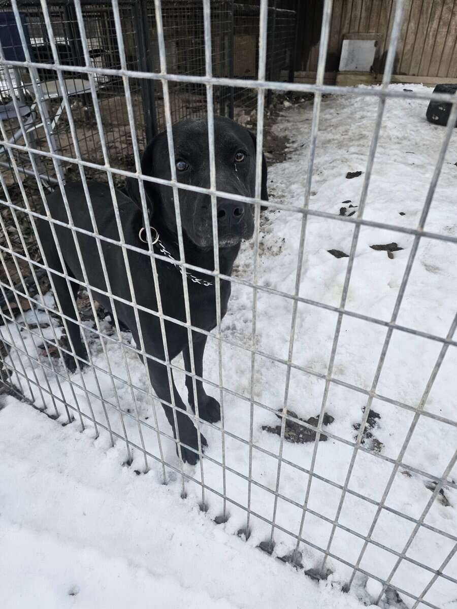 Labrador and Pit mix puppies desperate for homes image 18