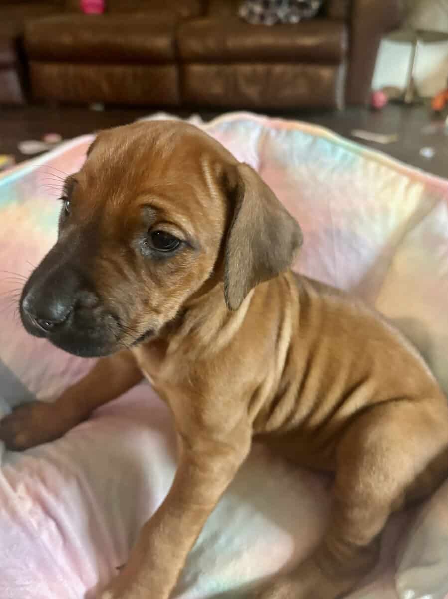Rhodesian Ridgeback Puppies image 7