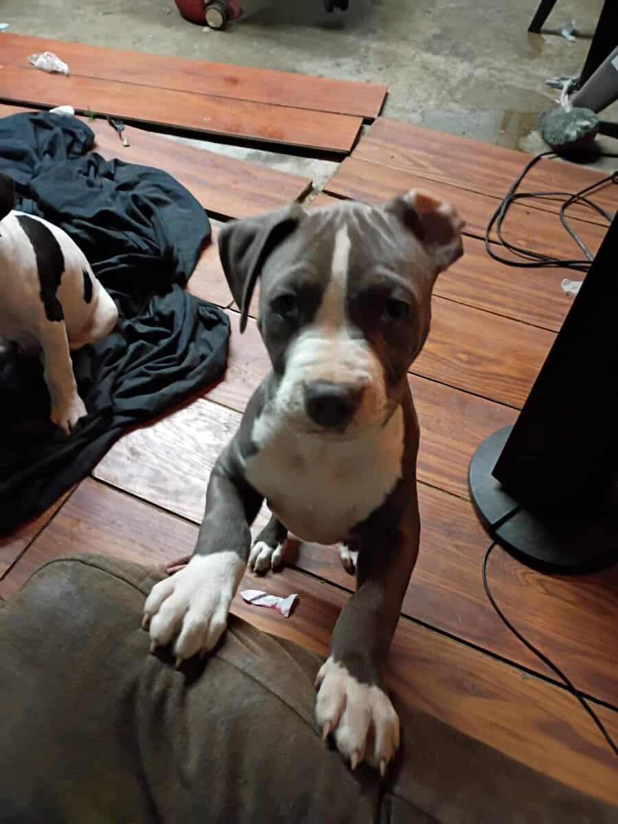9 week old American bully image 2