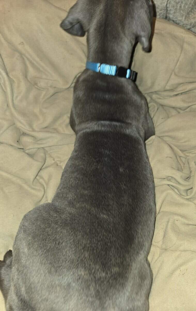 Presa Canario Cane Corso mix 8 weeks old image 4