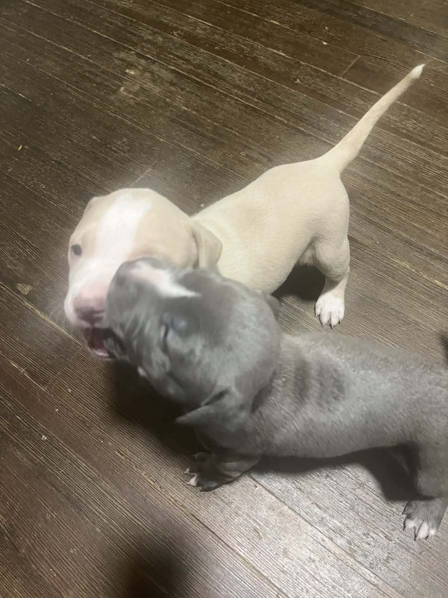 Pit bull puppies image 6