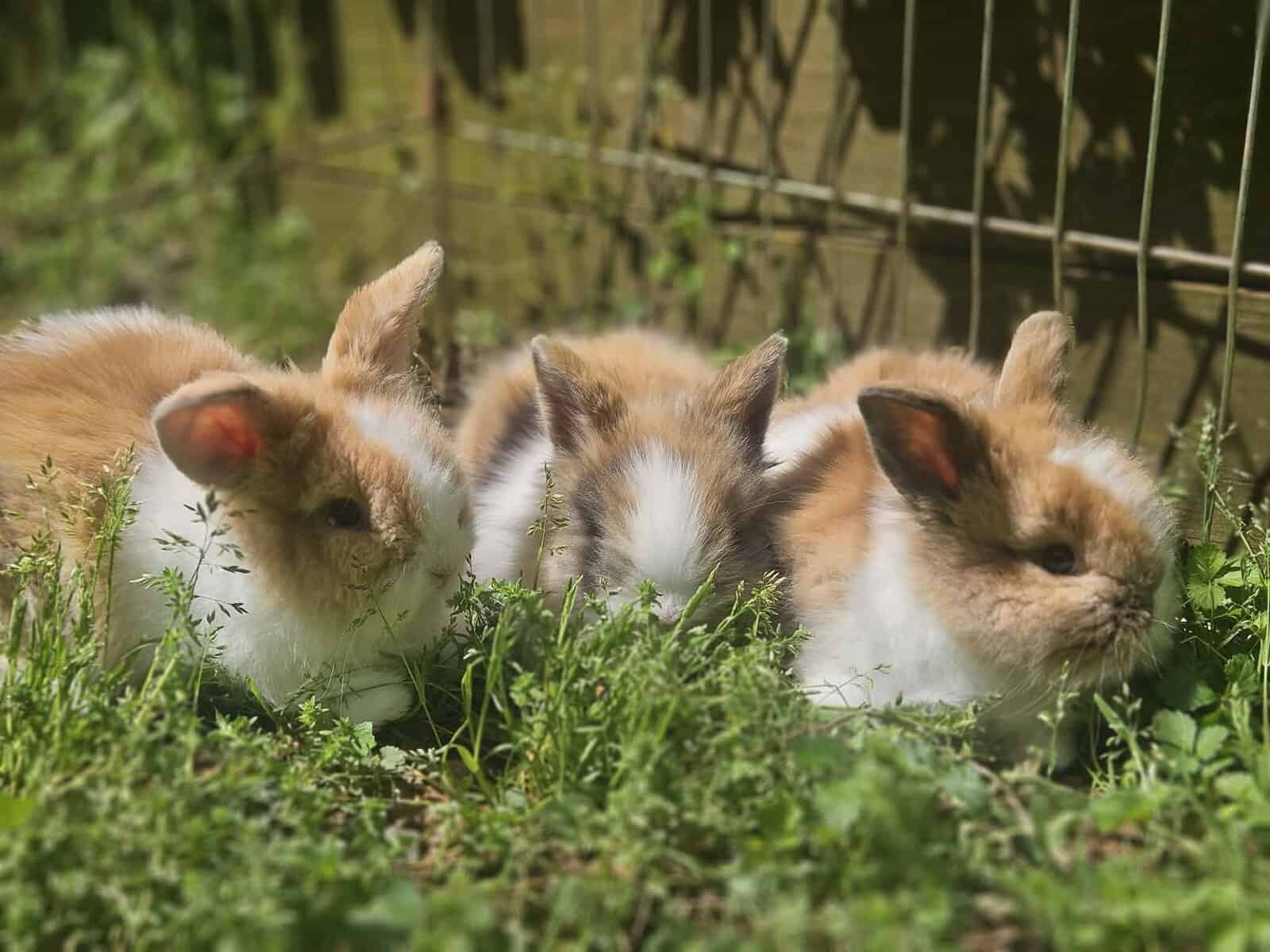 Lionlop Bunnies/Rabbits image 1