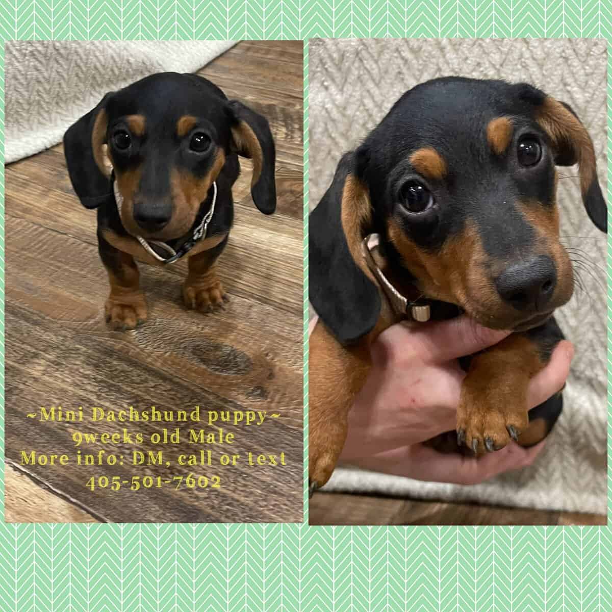 Mini Dachshund Puppies image 2