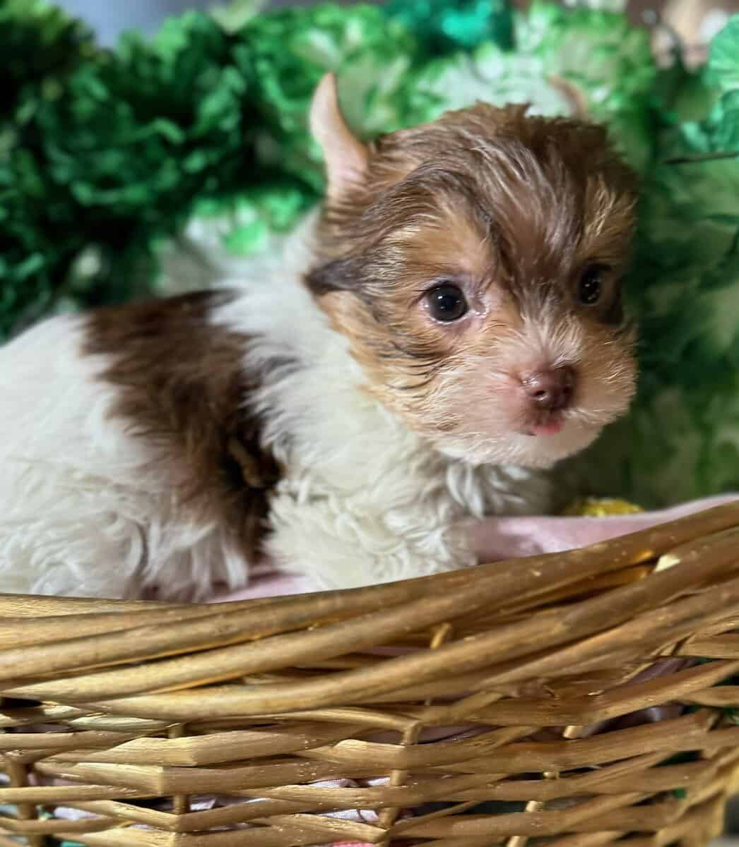 Yorkies puppy's ready image 4