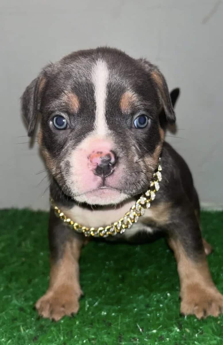 American blue tri pocket bully image 1