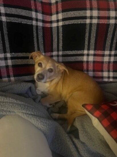 Need to Re-Home our dog Rex - FREE image 2