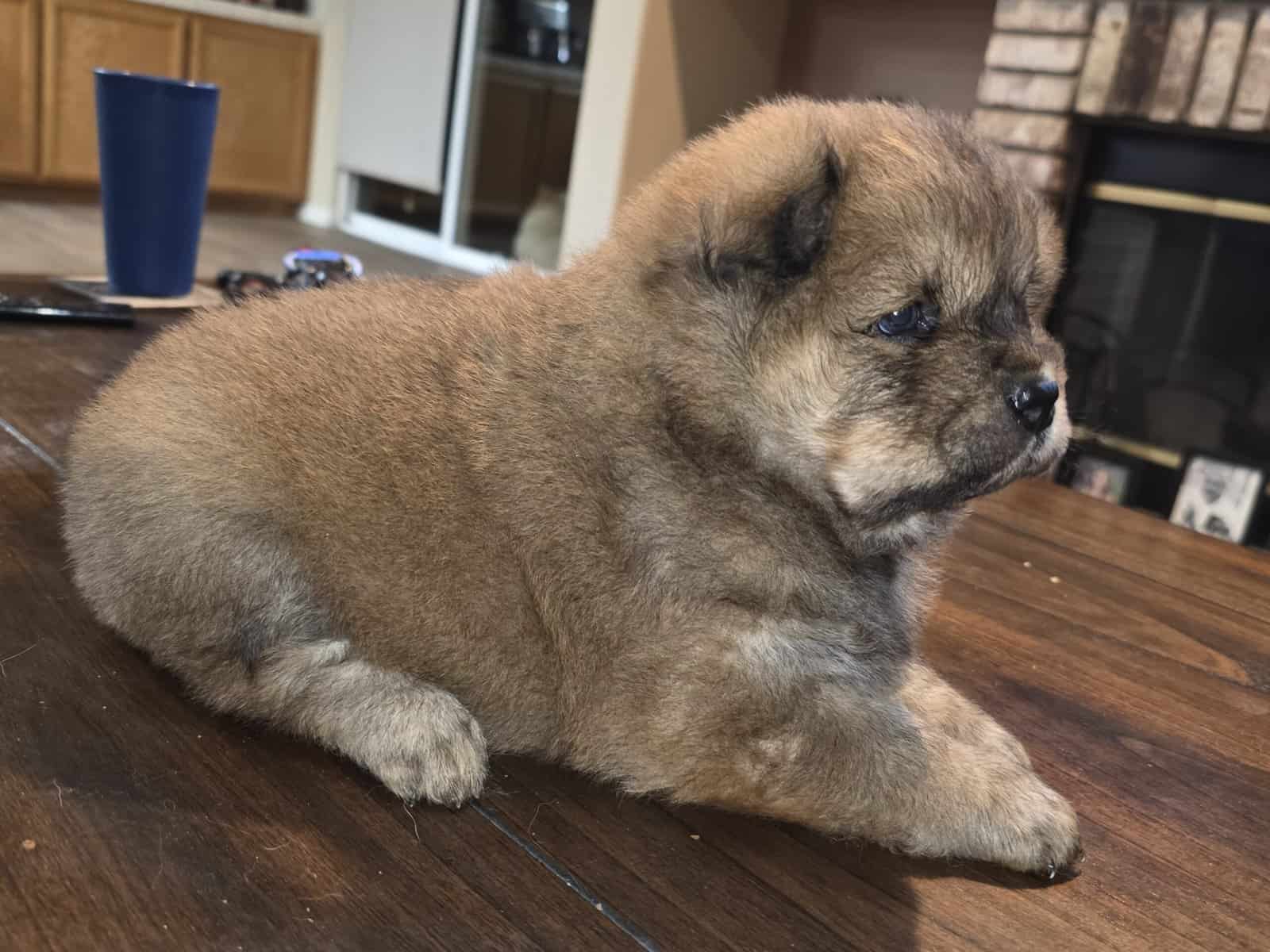 Chow chow puppies image 4