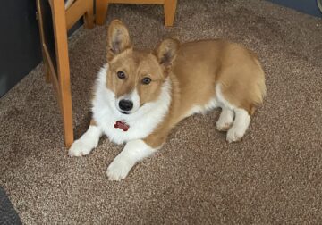 8 month old Corgi