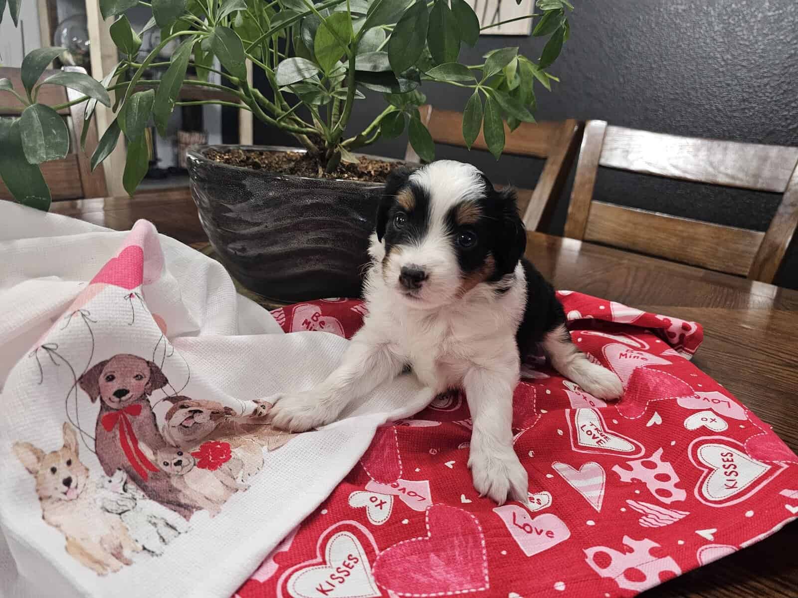 Mini Aussie Puppies image 3