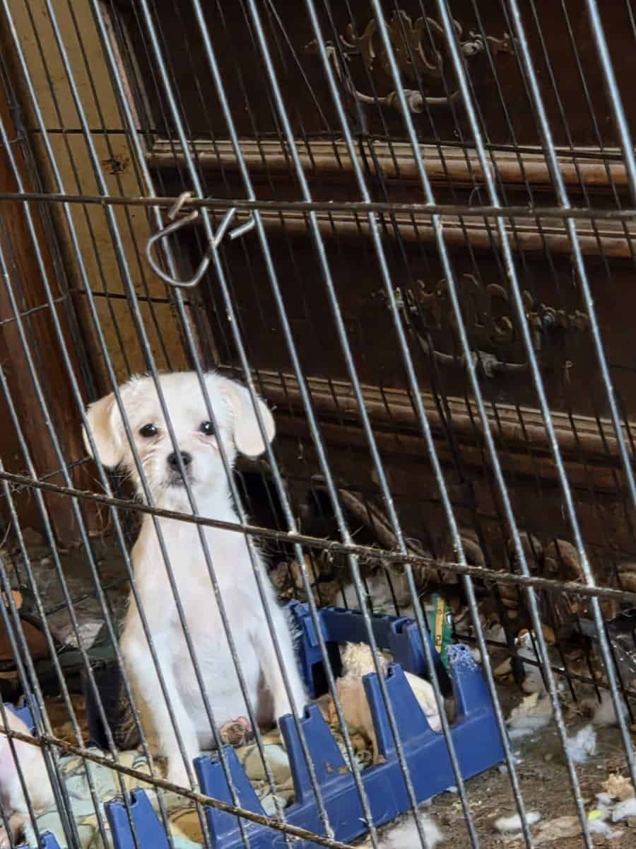 Chihuahua mix puppies image 1