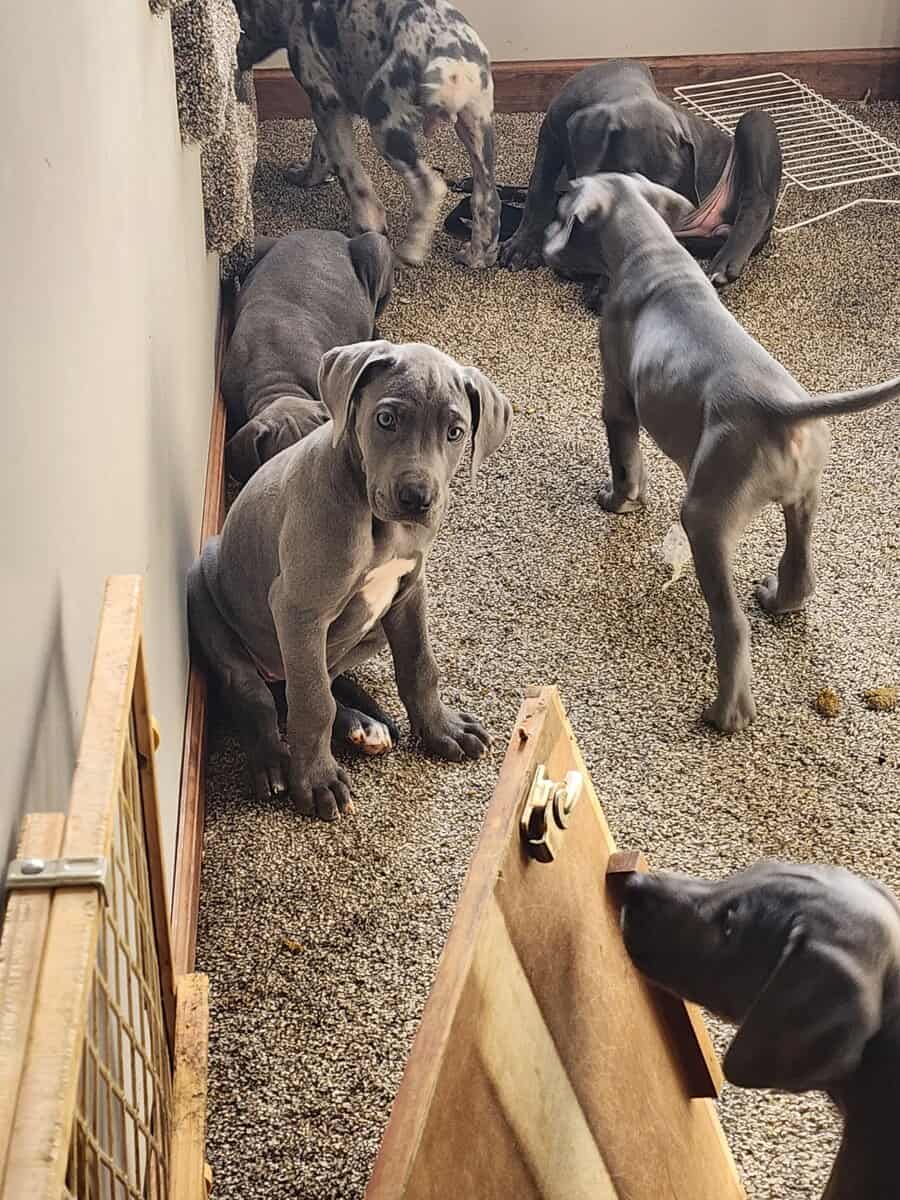 Great Dane puppies image 10