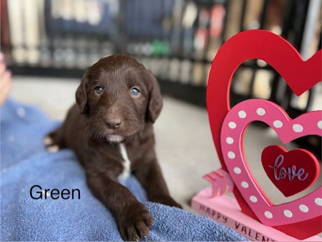 CKC Labradoodles image 6