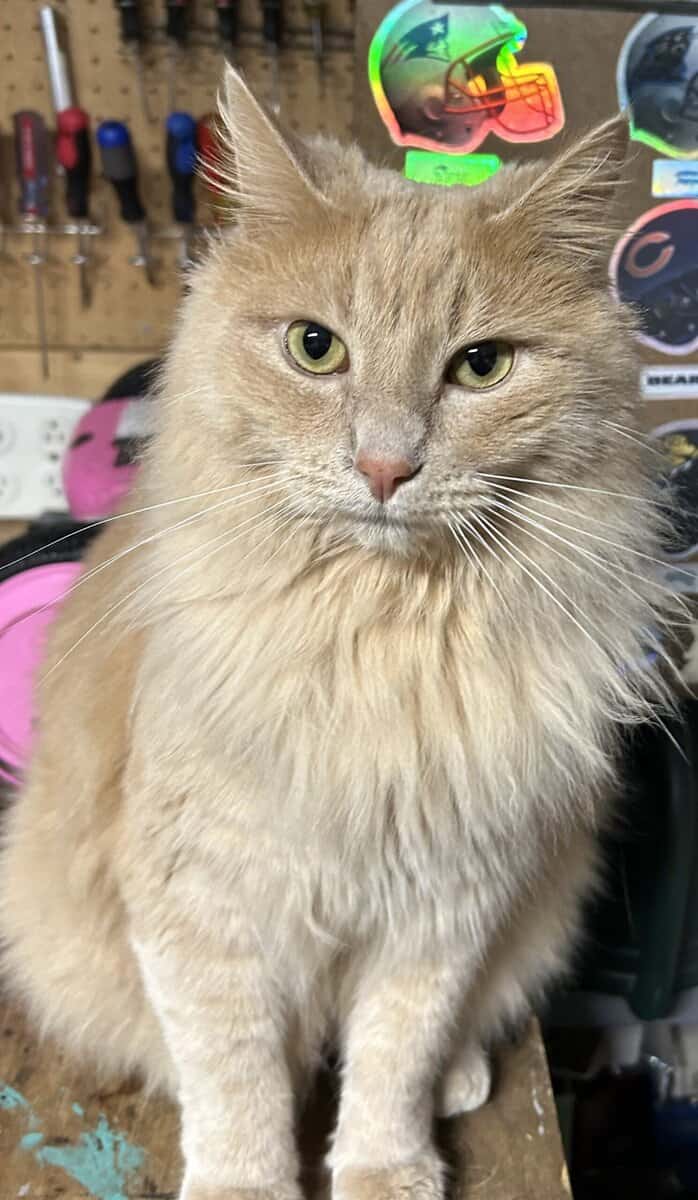 Cat - Stanley image 1