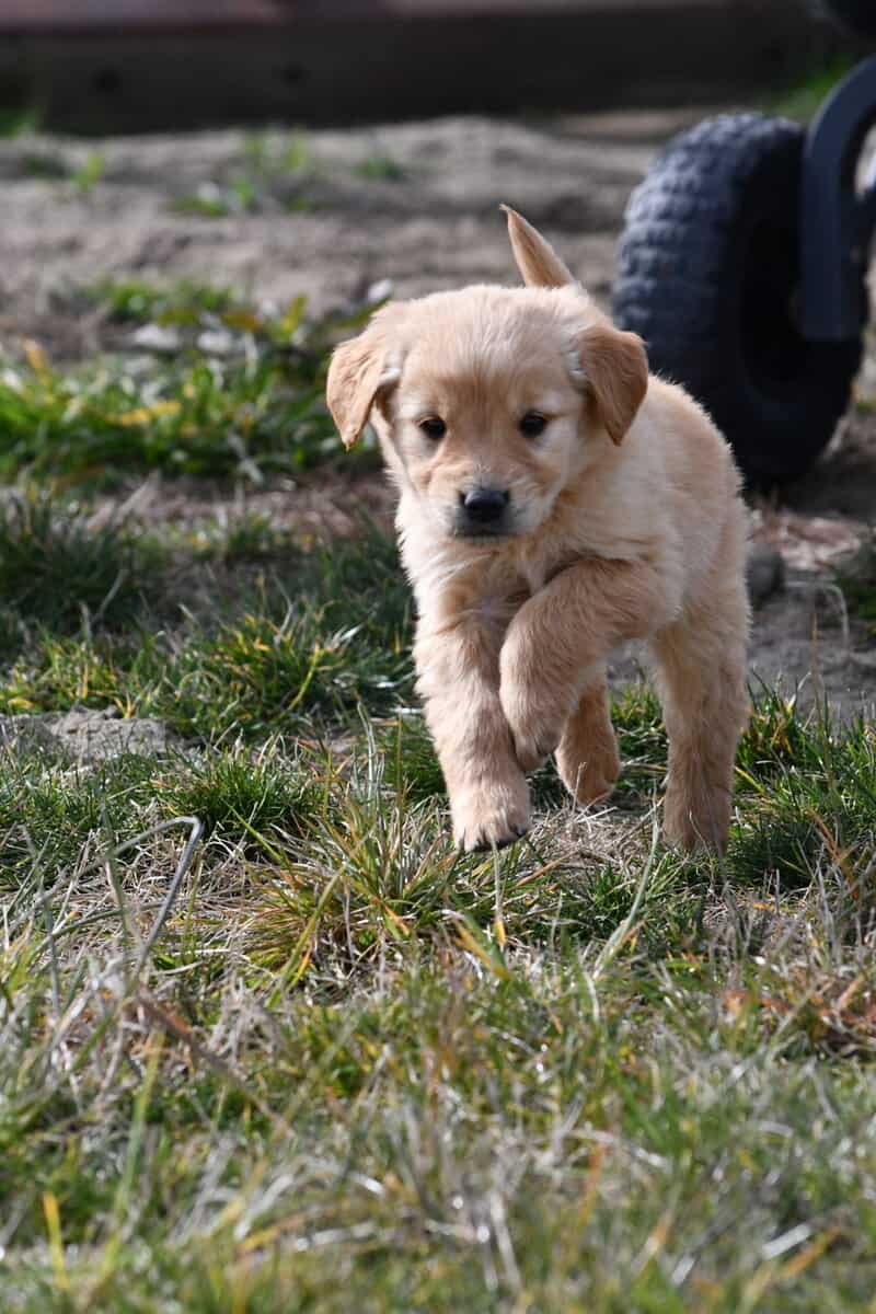 Purebred Golden Retriever papered image 12
