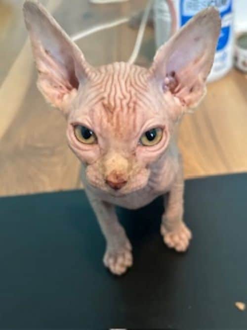 Sphynx Kittens image 2