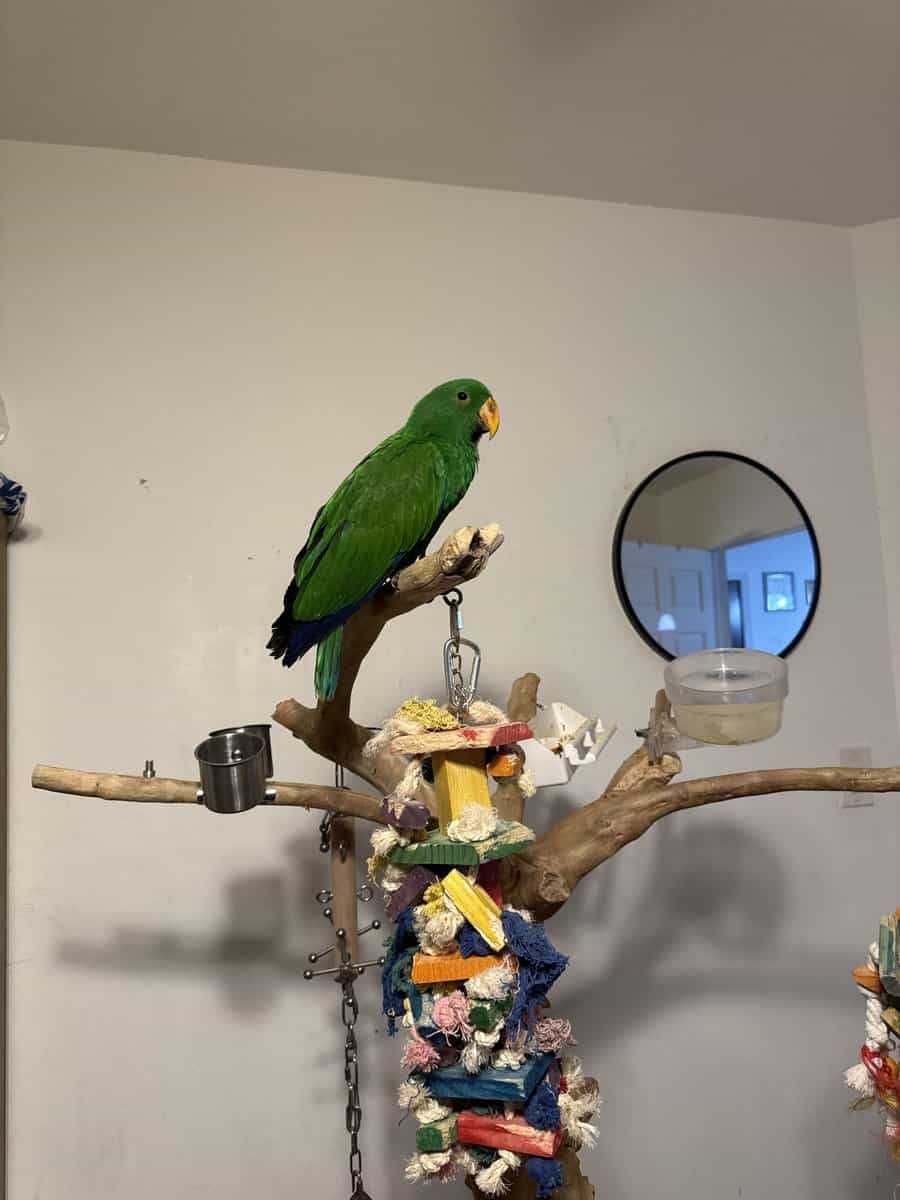 Caique , Eclectus And Sun Conures image 10