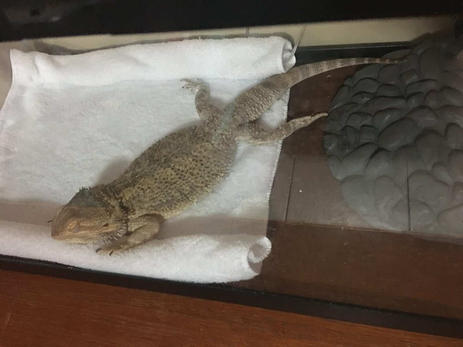 Beautiful Male Bearded Dragon for Sale image 1