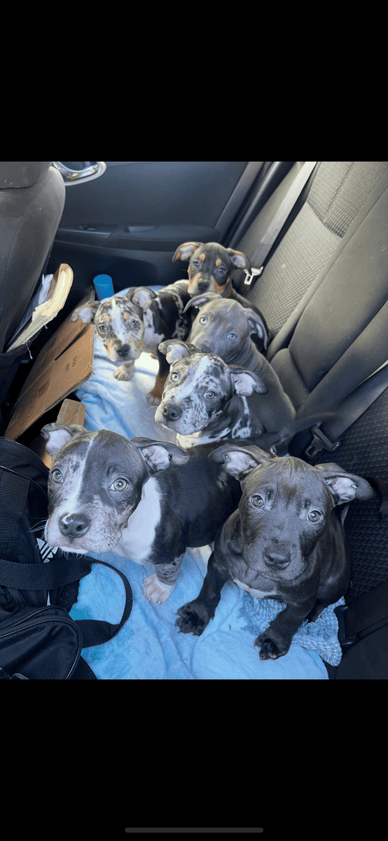 American bully puppy’s image 1