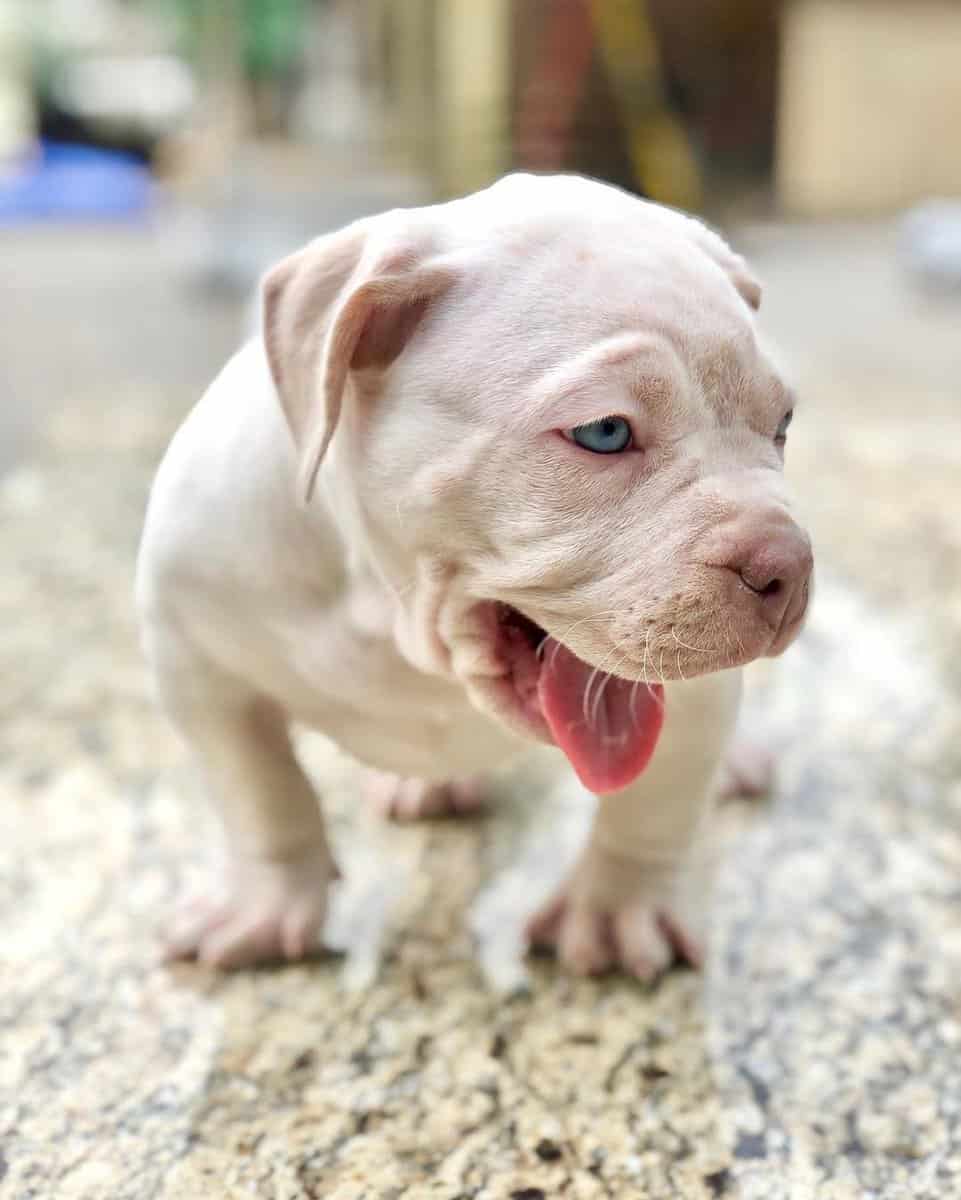 Registered American Bully Puppies image 1