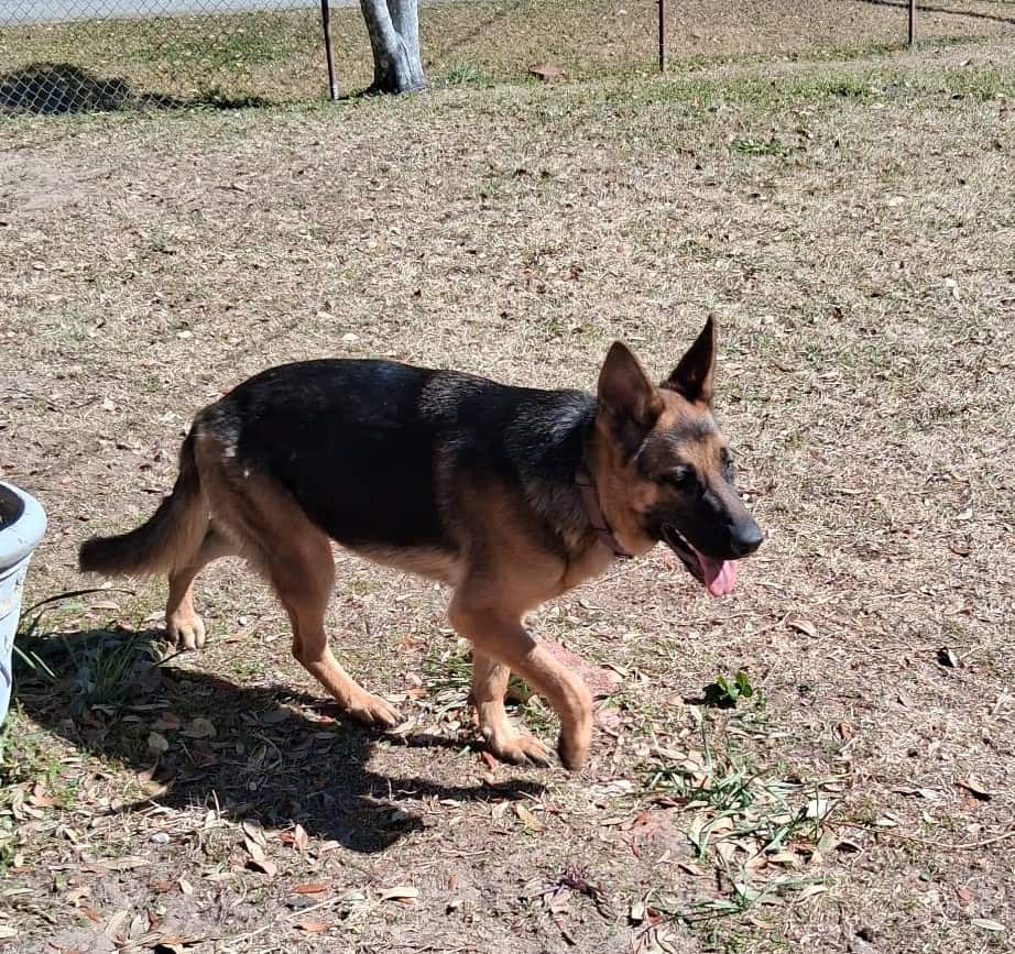 German Shepard image 2