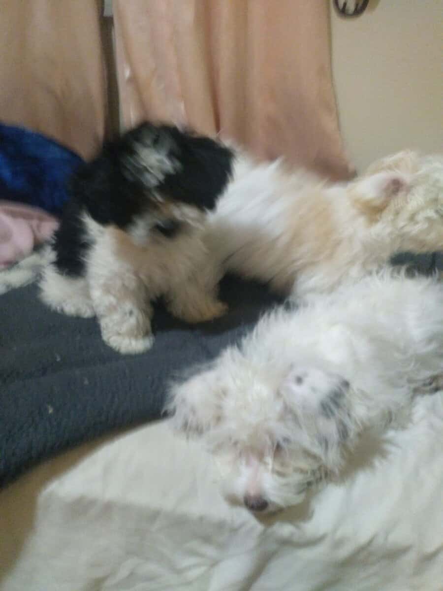 Maltese, havapoo, brewier terrier image 5