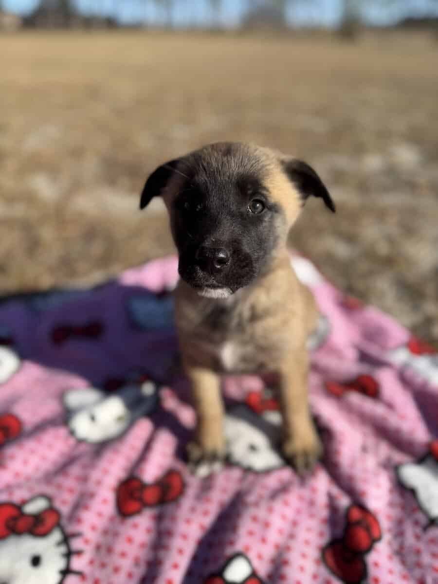10 Anatolian Shepherd x Belgian Malinois Puppies image 5