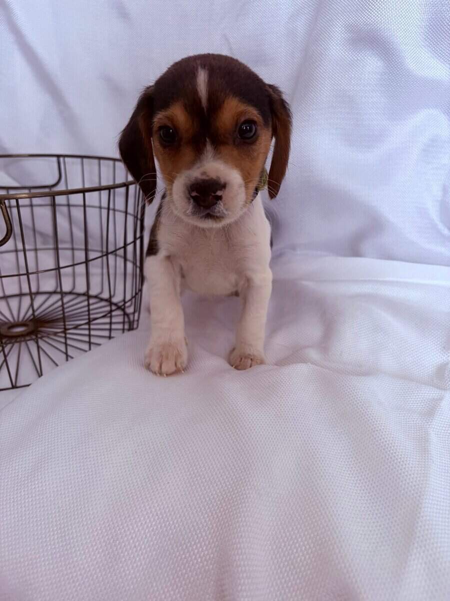6 week male beagle pup green collar image 1