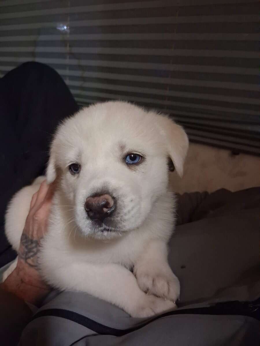 Great Pyrenees Husky mix image 1