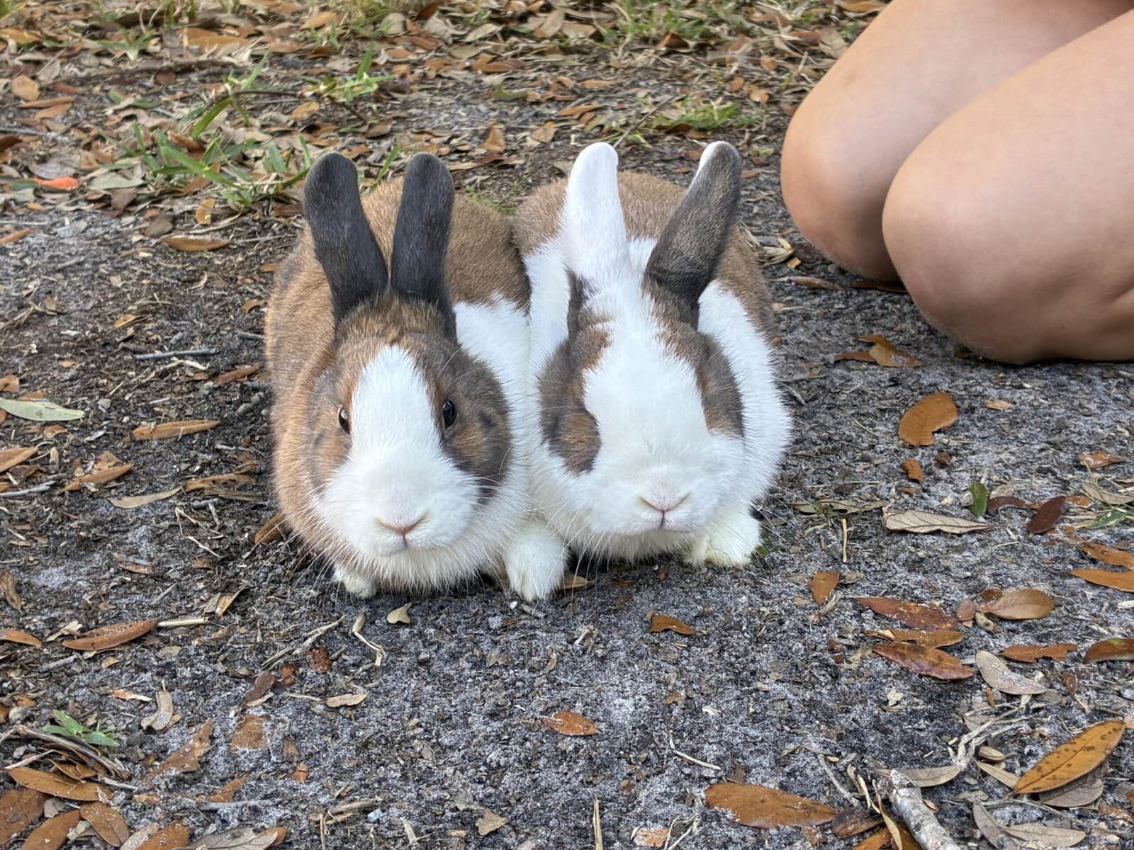 bonded rabbit pair image 1
