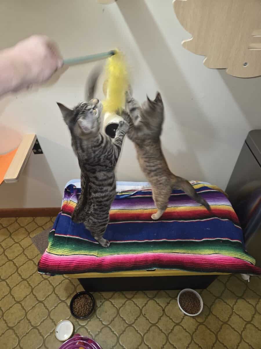2 Kittens for adoption image 5