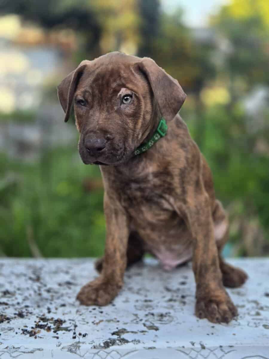 Red Nose American Pit Bull Terrier puppies image 6