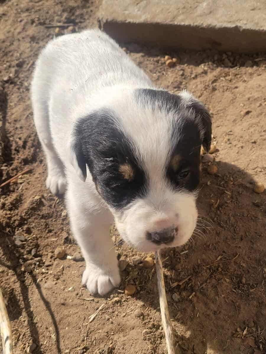 Border Collie / Great Pyrenee image 1