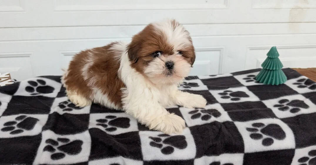 Sweet Teddy Bear pups image 1