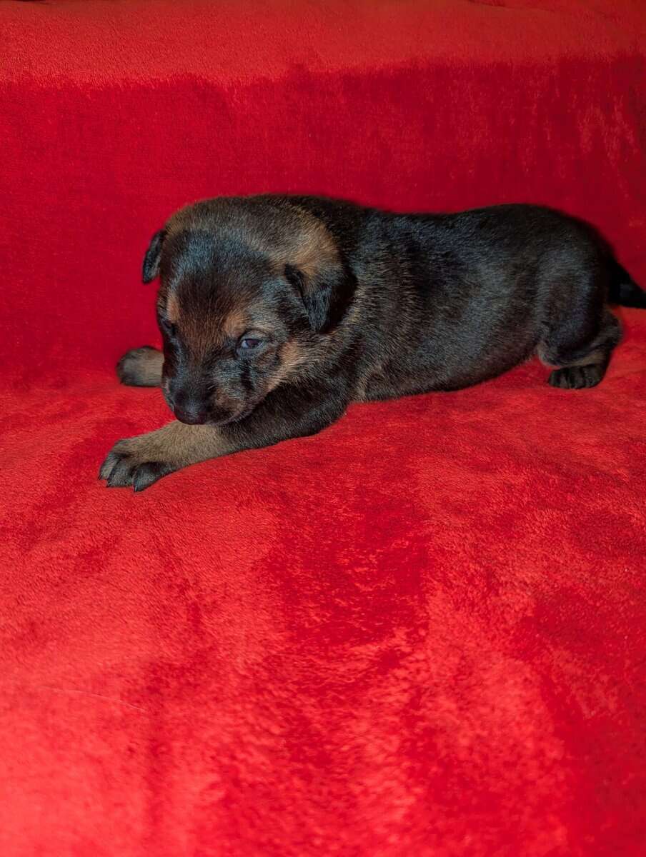 Doberman/German shepard image 5