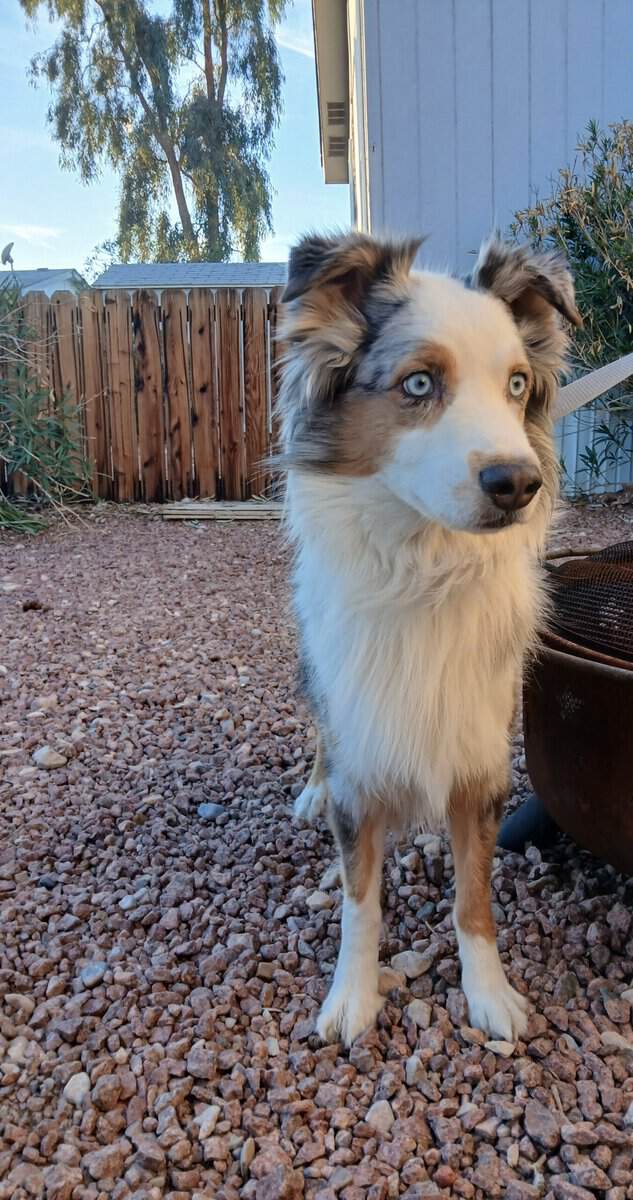 Australian Shepherd image 2