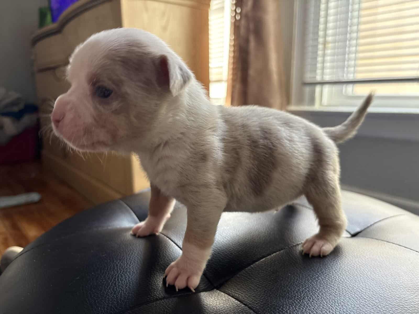 American Bully Pups image 1