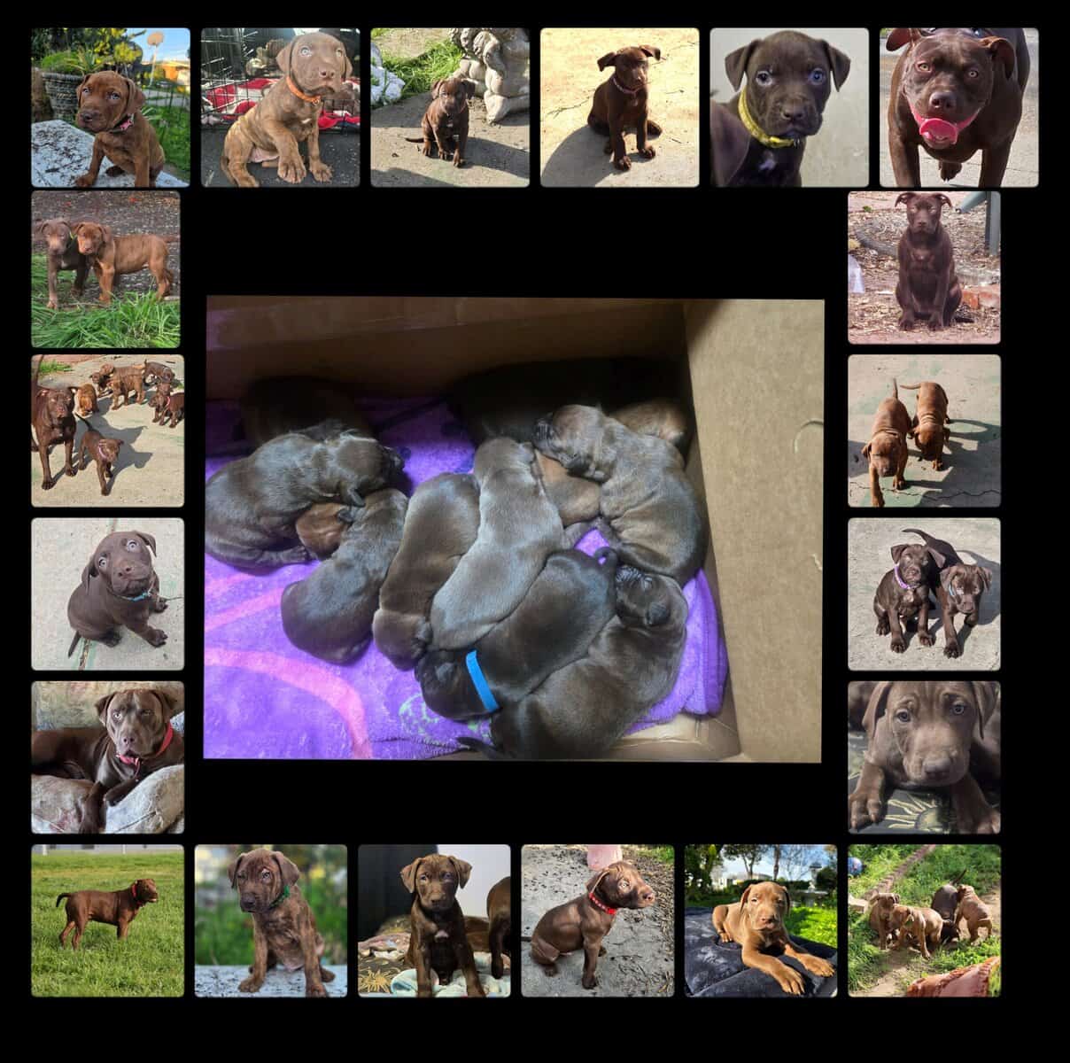 Red Nose American Pit Bull Terrier puppies image 2