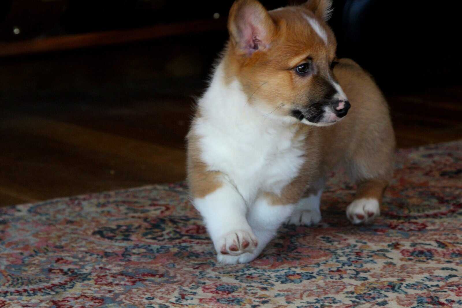 Johnny - Pembroke Welsh Corgi Puppy image 9