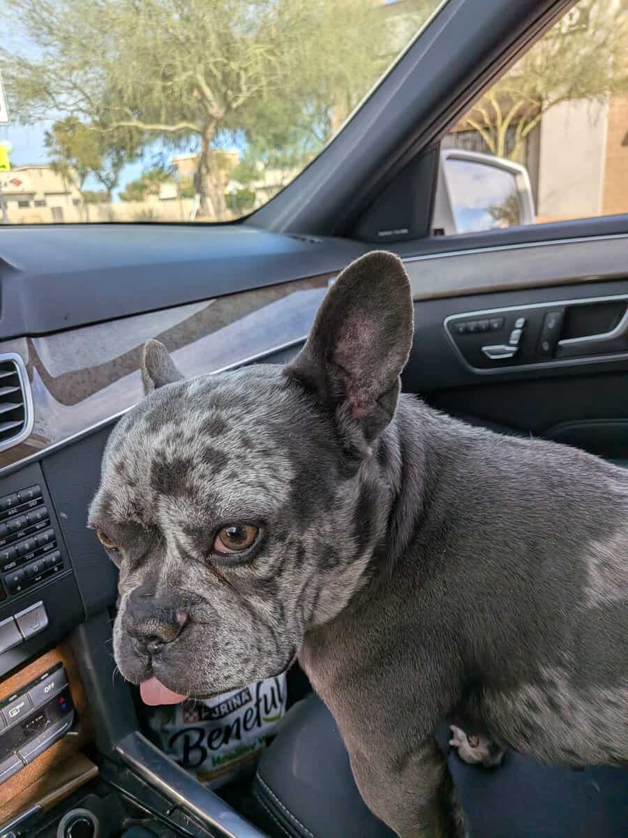 Female Frenchie - Sheila image 2