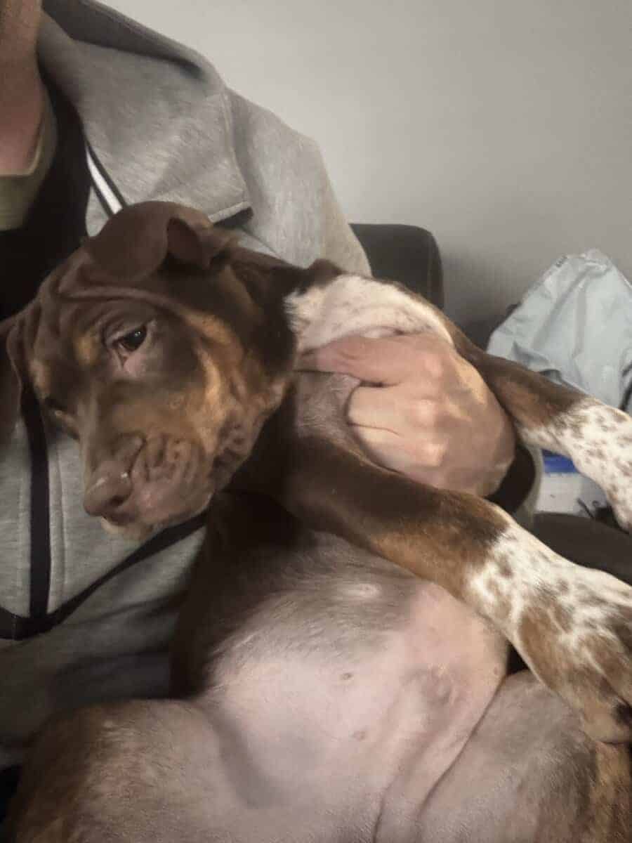 2 pit mix puppies image 2
