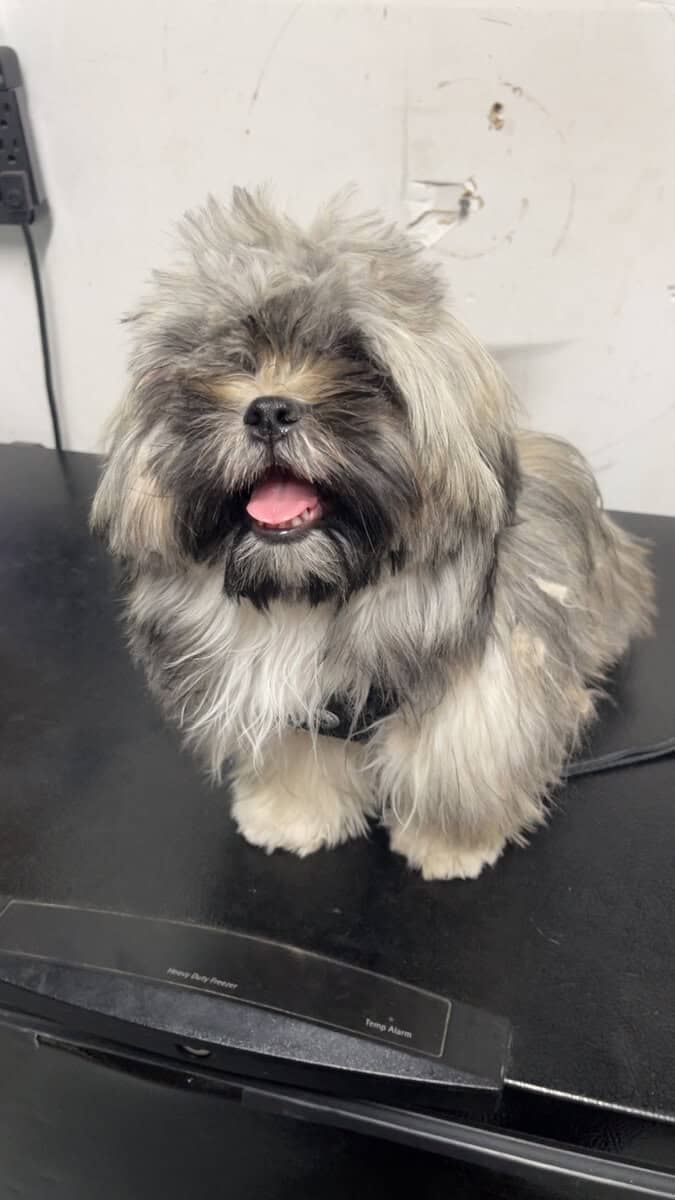 Shih Tzu Dogs image 2
