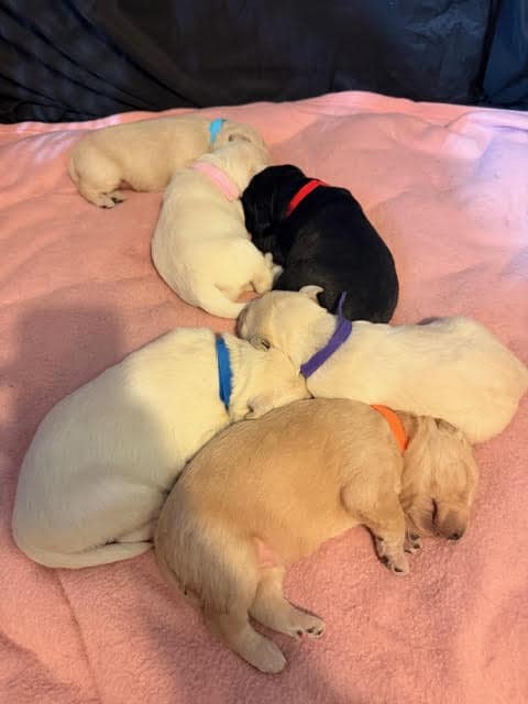 Labradoodle Puppies image 4