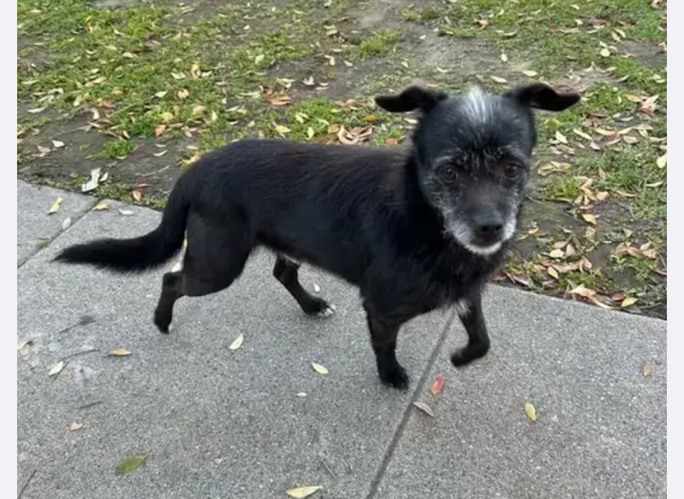 SWEET BOY NEEDS A FOREVER HOME - AVAILABLE NOW image 6